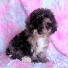 Mr. Diamond - Merle male Cavapoo puppy in Knoxville, Tennessee from Rocky Top Cavapoos