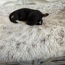 Boone - Black and tan male Dachshund puppy in Alexander, North Dakota from Wild Rose Ridge Doxies