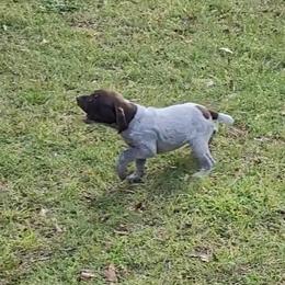 German Shorthaired Pointer Puppies from Stoney Fork German Shorthaired Pointers