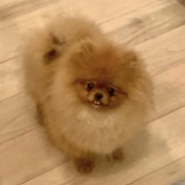 Angel - Pomeranian