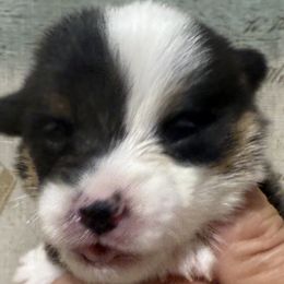 Orange collar, female - Black and tan female Pembroke Welsh Corgi puppy in Gloucester County, Virginia from Gainesfield Labradors and Pembroke Welsh Corgis