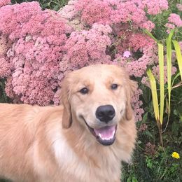 Golden Retriever All Grown Up from Trisha Ferris' Golden Retrievers