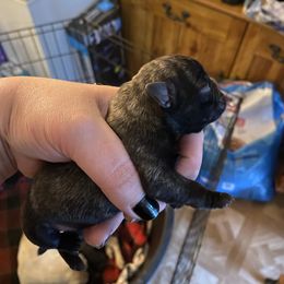Girl 2 - Brindle female Pug puppy in Deer River, Minnesota from Mother Mule Kennels
