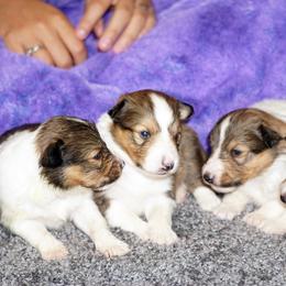 Pomsky, Rottweiler, Shetland Sheepdog, and Toy Shetland Sheepdog Puppies from Mountain High Kennels