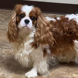 Aiden - Cavalier King Charles Spaniel