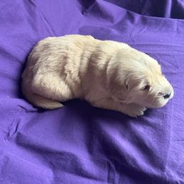 Golden Retriever Puppies from Chevaline Goldens