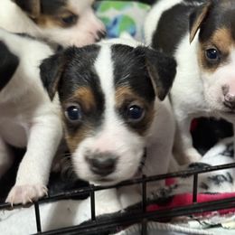 Girl 2 - Tri-color female Jack Russell Terrier puppy in Yakima County, Washington from Saddle Rock Kennels