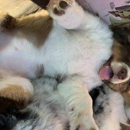 Australian Shepherd Puppies from RMW Ranch Australian Shepherds