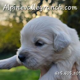 Miss. Yellow - Light golden female Golden Retriever puppy in Marysville, Washington from Alpine Valley Ranch-European English Cream Golden Retriever