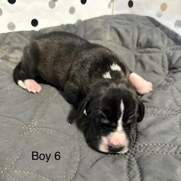 Boy 6 - Black and white male Great Dane puppy in Indianola, Iowa from Bull West Kennels