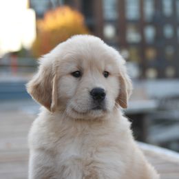 Golden Retriever Puppies from DoubleTake Goldens