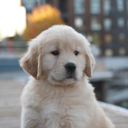 Golden Retriever Puppies from DoubleTake Goldens
