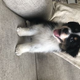 Australian Shepherd Puppies from Satterfield Family Farms