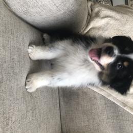Australian Shepherd Puppies from Satterfield Family Farms