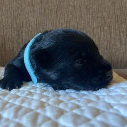 Light Blue Collared Boy - Black male Miniature Schnauzer puppy in San Diego, California from KMS-Miniature Schnauzers