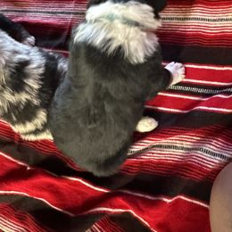 Australian Shepherd Puppies from Hayward aussies