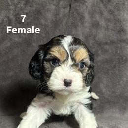 Cavalier King Charles Spaniel and Miniature Schnauzer Puppies from Lennox Thompson