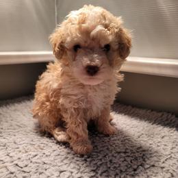 Apricot boy - Apricot male Poodle puppy in Vinemont, Alabama from RottenDog's Poodles