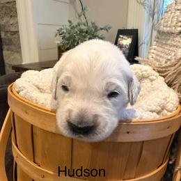 Boy 4 - Light golden male Golden Retriever puppy in Oconto, Wisconsin from Abbie's Golden Retrievers