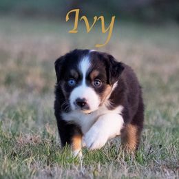 Miniature Australian Shepherd Puppies from Sand Dollar Aussies