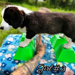 Girl 3 - Black and white female Cardigan Welsh Corgi puppy in Natchitoches. La, Louisiana from Bleu Bayou Corgis