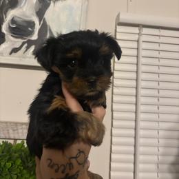 Little girl - Black and tan female Yorkshire Terrier puppy in Dahalonega, Georgia from C. D. K