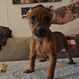 Reserved- Ghost- Boy- Lite blue collar - Red male German Pinscher puppy in Chatham, Virginia from WMHK9/Roolyn German Pinschers
