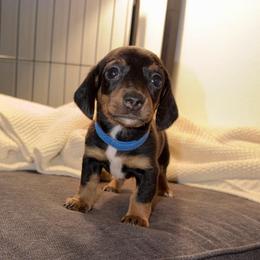 Baron - Black and tan male Dachshund puppy in Los Angeles, California from Dachshunds of the Desert