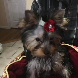 Dash - Blue and gold male Yorkshire Terrier puppy in Fenton, Missouri from Yorkie Show Dogs