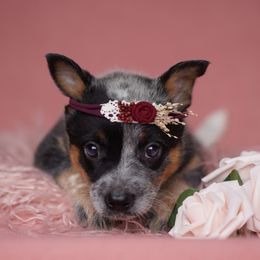 Australian Cattle Dog and Collie Puppies from Blackberry Hills