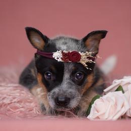 Australian Cattle Dog and Collie Puppies from Blackberry Hills