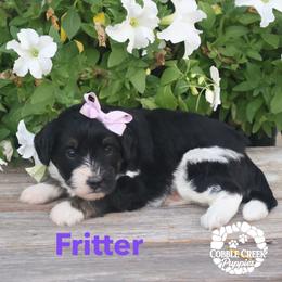 Girl 1 - female Bernedoodle puppy in Heyworth, Illinois from Cobble Creek Puppies