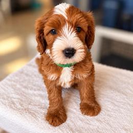 Oakley - Red male Bernedoodle puppy in Glendale, Arizona from CocoLove Doodles