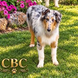 Tupelo - Blue merle white and tan female Collie puppy in Carencro, Louisiana from Cajun Bayou's Collies LLC
