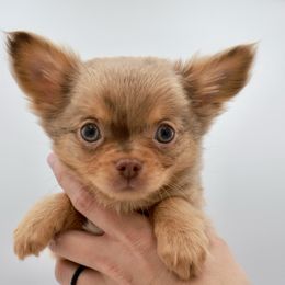 Alibi - Merle male Chihuahua puppy in Raleigh, North Carolina from Fiddlefigg Chihuahuas