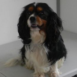 Gemini - Cavalier King Charles Spaniel