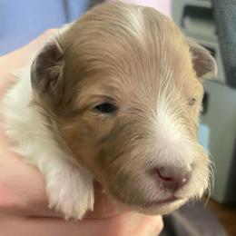 Female 1 - White and sable merle female Shetland Sheepdog puppy in Chambersburg, Pennsylvania from Clark Kennel Shelties