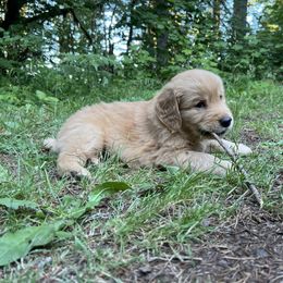 Golden Retriever Puppies from Anna's Golden Retrievers