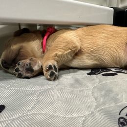 Girl 2 - Golden Retriever puppy from Triple J Goldens, LLC