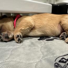 Girl 2 - Golden Retriever puppy from Triple J Goldens, LLC