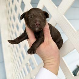 Girl 3 - Brown female Bernedoodle puppy in Wamego, Kansas from Doodles of Oz