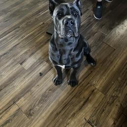 Cane Corso Puppies from Top Gun Kennels NM