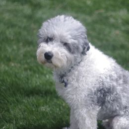 Buddy - Aussiedoodle