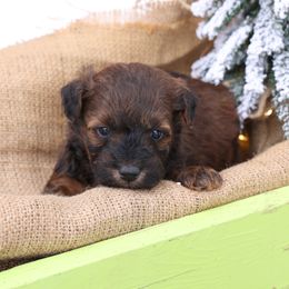 Joey - Red male Whoodle puppy in West Bend, Iowa from Blue Skies Terriers
