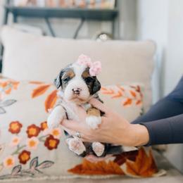 Candy Cane - Merle female Bernedoodle puppy in Murray, Utah from Sun Valley Doodles