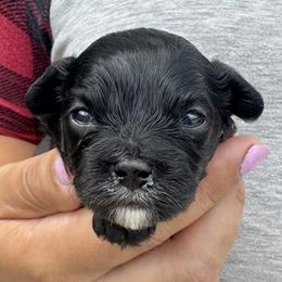 Raisin - Black and white female Cavapoo puppy in Boardman, Ohio from Taliaferro Kennel