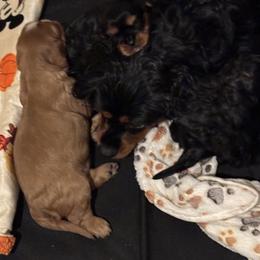 Cavalier King Charles Spaniel Puppies from Family first cavaliers