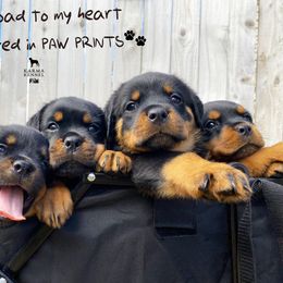 Rottweiler Puppies from KarmaKennelPNW