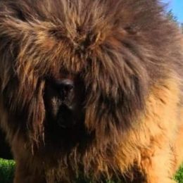 BAR - Tibetan Mastiff