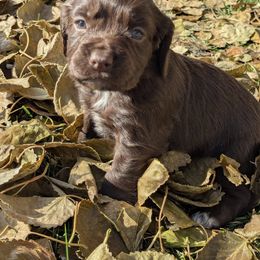 Working or hunting home only - Liver female English Cocker Spaniel puppy in Phillips, Nebraska from Fenloch Gundogs